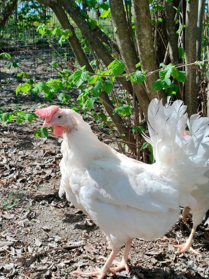 B&B Naturin - Cascina Colombaro Lauriano Eksteriør bilde